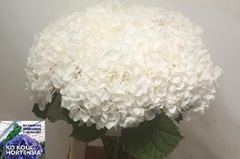 Hydrangea White Verena 70cm 20-22cm Hd