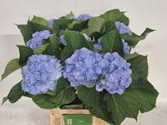 Hydrangea Verena Blue 60cm 14-16cm Hd