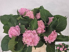 Hydrangea Verena 60cm 15-17cm Hd