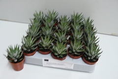 Haworthia Big Band 5Ø 12cm