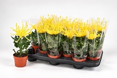 Chrysanth Fireworks Yellow 10Ø 30cm