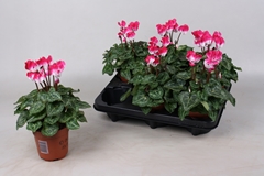 Cyclamen Persicum Metis Indiaka Magenta 10Ø 20cm