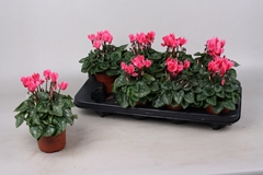 Cyclamen Super Serie Verano 10Ø 20cm