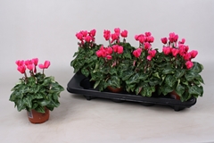 Cyclamen Super Serie Verano 10Ø 20cm