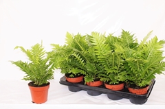 Blechnum Silver Lady 12Ø 30cm