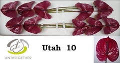Anthurium Utah 15cm Hd