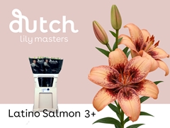 Lily Asiatic Lat Salmon 85cm 3+