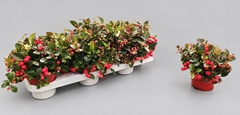 Gaultheria Procumbens 10Ø 15cm