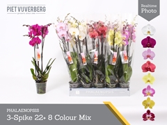 Phalaenopsis Mix 8 Colours 12Ø 65cm 3st