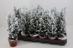 Chamaecyparis Ellwoodii 9Ø 30cm