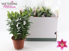 Lily Oriental Sunny Robyn 19Ø 49cm