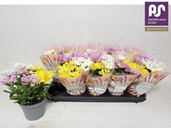Chrysanth Mix 12Ø 25cm