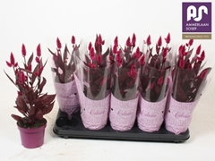 Celosia Mystic Shades 12Ø 41cm