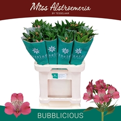 Alstroemeria Bubblicious 70cm 40gr.