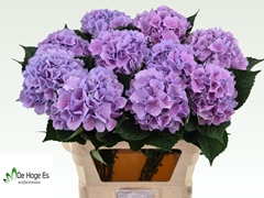 Hydrangea Royal Benefit 80cm 17-19cm Hd