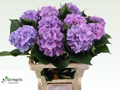 Hydrangea Royal Benefit 60cm 12-14cm Hd