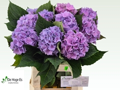 Hydrangea Royal Benefit 60cm 10-12cm Hd