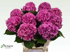 Hydrangea Royal Palace 60cm 12-14cm Hd