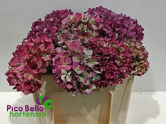 Hydrangea Royal Benefit Classic 50cm 16-18cm Hd