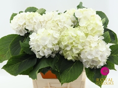 Hydrangea White Verena 60cm 16-18cm Hd