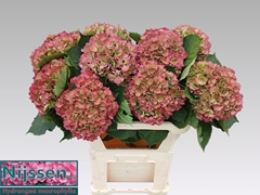 Hydrangea Elbtal Classic 80cm 19-21cm Hd