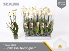 Phalaenopsis Nottingham 12Ø 60cm 3st