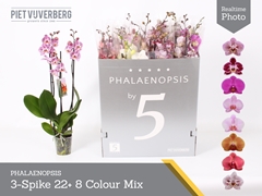 Phalaenopsis Mix 8 Colours 12Ø 70cm 3st