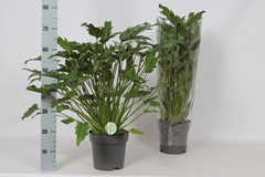 Philodendron Xanadu 21Ø 70cm