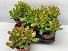 Crassula Sunset 15Ø 26cm