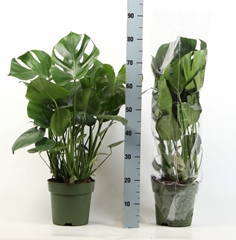 Monstera Deliciosa 24Ø 75cm