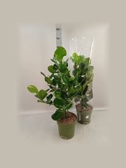 Clusia Rosea 24Ø 110cm