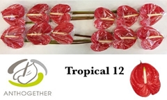 Anthurium Tropical 13cm Hd