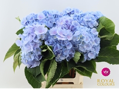 Hydrangea Verena Blue 60cm 16-18cm Hd