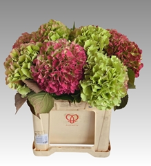 Hydrangea Royal Grandeur Classic 60cm 21-23cm Hd