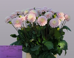 Dahlia Wizard Of Oz 55cm