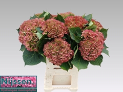 Hydrangea Elbtal Classic 60cm 18-20cm Hd