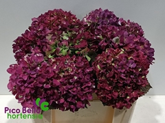 Hydrangea Royal Benefit Classic 50cm 16-18cm Hd