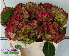 Hydrangea My Beautiful Rio Classic 50cm 14-16cm Hd