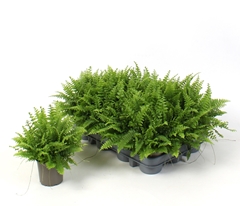 Nephrolepis Green Moment 9Ø 20cm