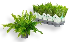 Nephrolepis Green Moment 12Ø 35cm