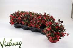 Gaultheria Big Berry 12Ø 25cm