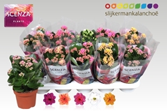 Kalanchoe Double Mix 12Ø 26cm