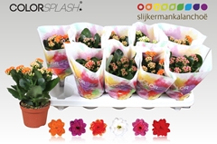Kalanchoe Double Mix 10Ø 20cm