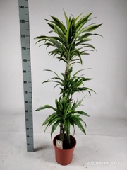 Dracaena Lemon Lime 24Ø 140cm