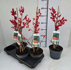 Ilex Verticillata 17Ø 60cm