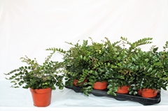 Pellaea Rotundifolia 12Ø 25cm