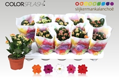 Kalanchoe Double Mix 10Ø 20cm