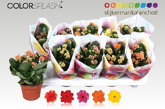 Kalanchoe Double Mix 10Ø 20cm