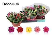 Kalanchoe Double Mix 23Ø 28cm