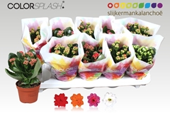 Kalanchoe Double Mix 10Ø 20cm